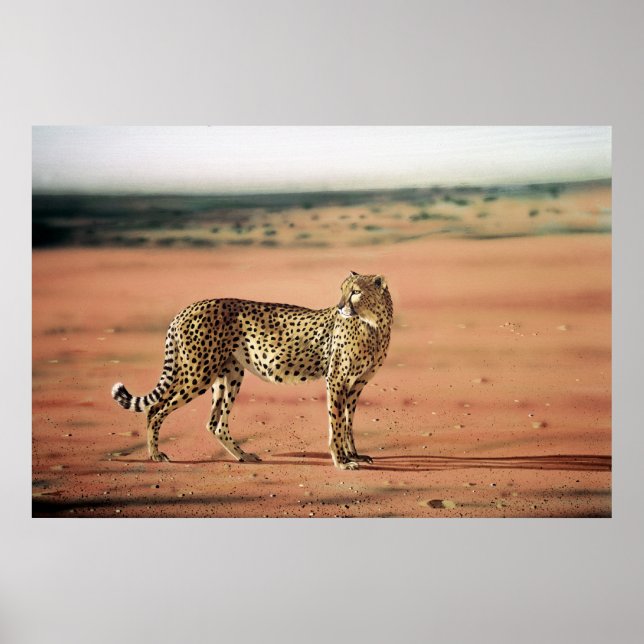 Cheetah Poster (Vorne)