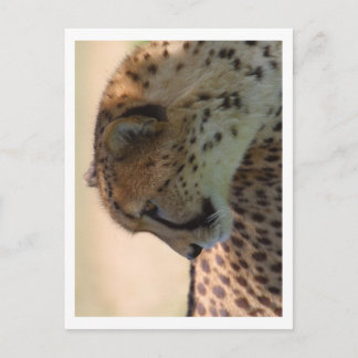 Cheetah Postkarte