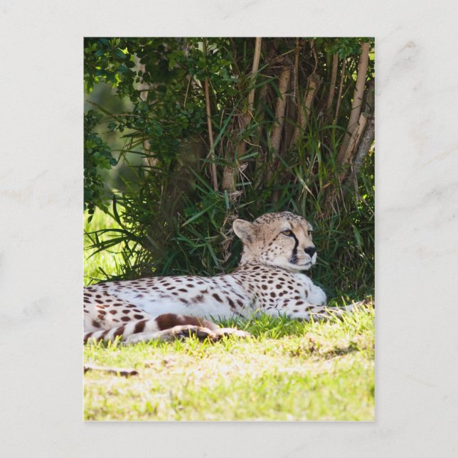 Cheetah Postkarte (Vorderseite)