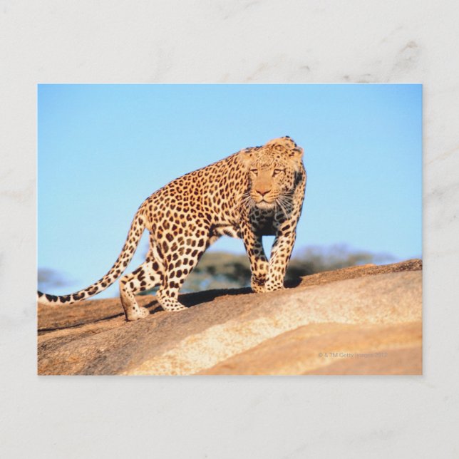 Cheetah Postkarte (Vorderseite)