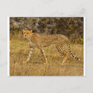 Cheetah Postkarte