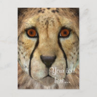 Cheetah