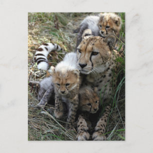 Cheetah Postkarte