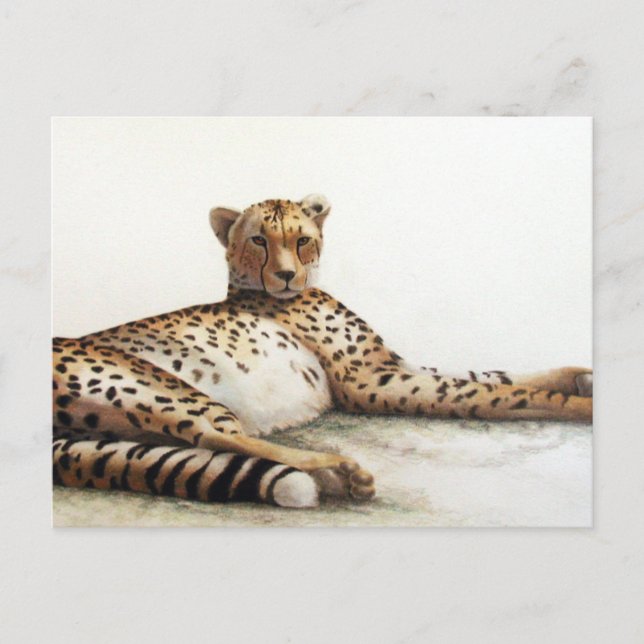 Cheetah Postkarte (Vorderseite)