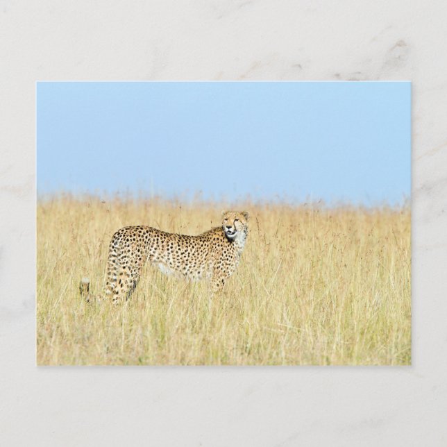 Cheetah Postkarte (Vorderseite)