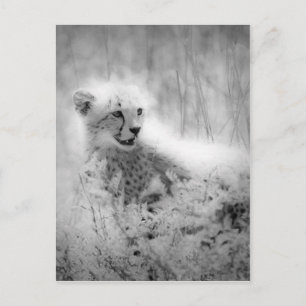 Cheetah Postkarte