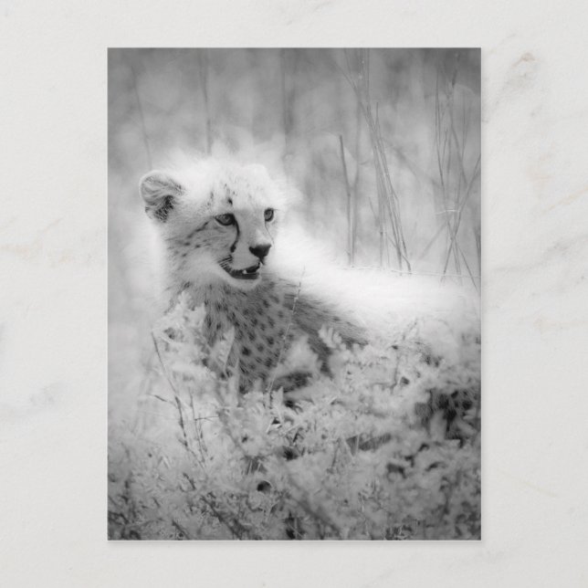 Cheetah Postkarte (Vorderseite)