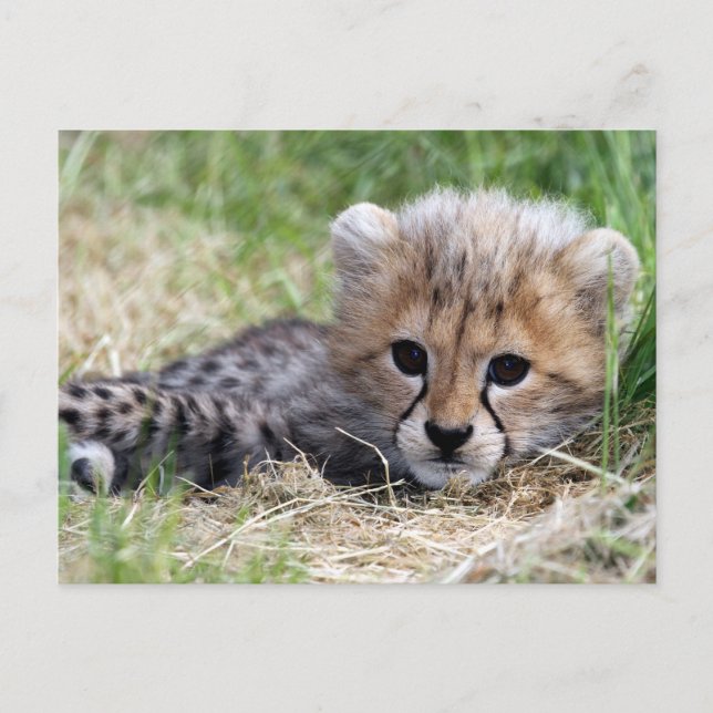Cheetah Postkarte (Vorderseite)