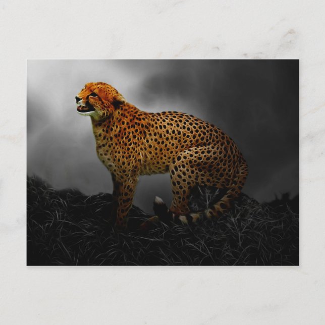 Cheetah Postkarte (Vorderseite)