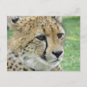 Cheetah Postkarte