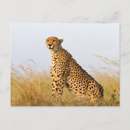 Cheetah Postkarte