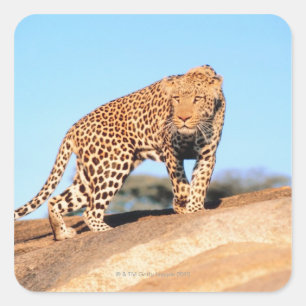 Cheetah Quadratischer Aufkleber