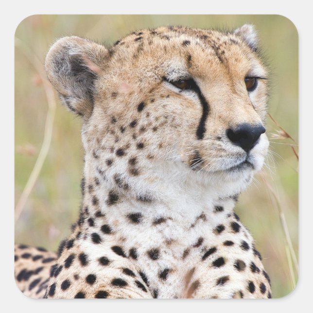 Cheetah Quadratischer Aufkleber (Vorderseite)