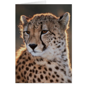Cheetah regarde loin