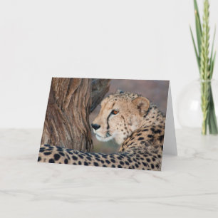 Cheetah regarde sa carte à épaule