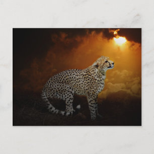 Cheetah ruht bei Sonnenuntergang Postkarte