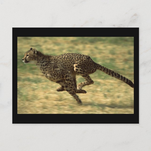 Cheetah Run Postkarte (Vorderseite)