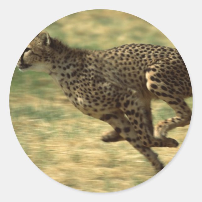 Cheetah Run Runder Aufkleber (Vorderseite)