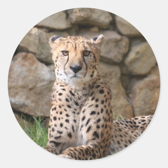 Cheetah Runder Aufkleber (Vorderseite)
