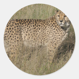 Cheetah Runder Aufkleber