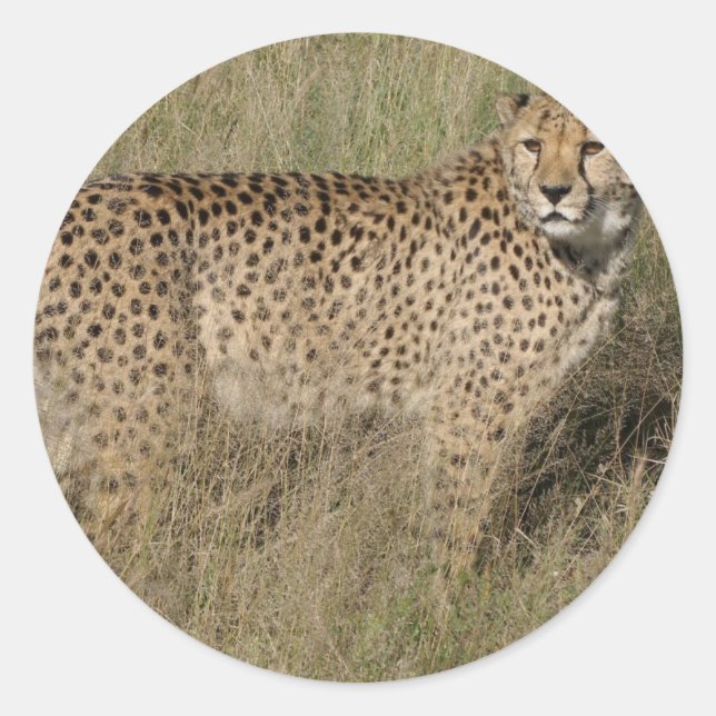 Cheetah Runder Aufkleber (Vorderseite)