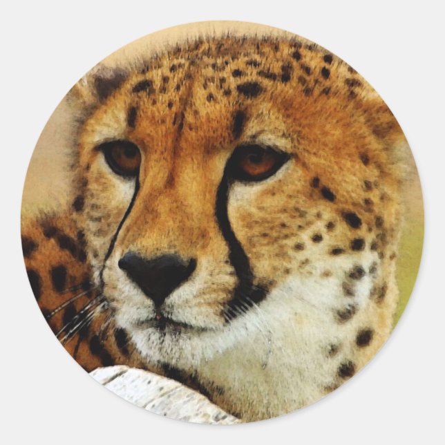 Cheetah Runder Aufkleber (Vorderseite)
