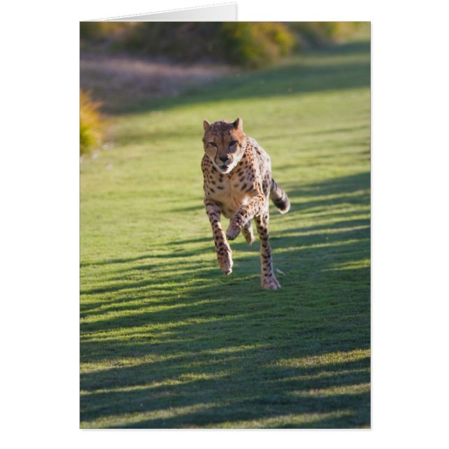 Cheetah Running (Vorne)