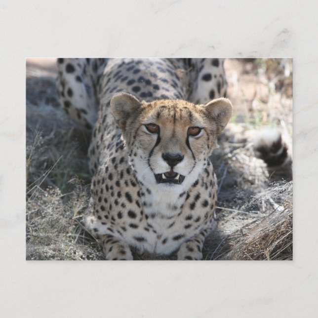 Cheetah sieht dich an postkarte (Vorderseite)