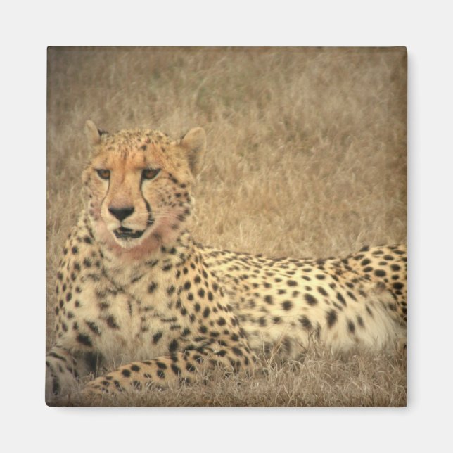 Cheetah Spots Magnet (Vorne)