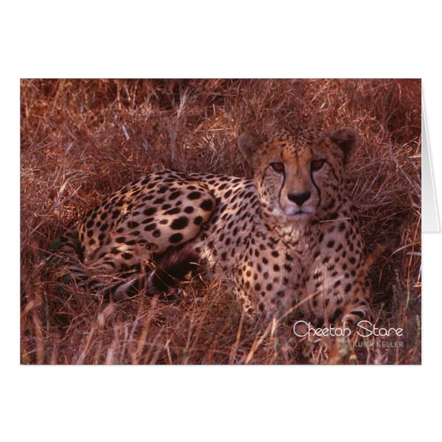 Cheetah Stare (Vorderseite (Horizontal))