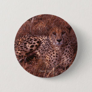 Cheetah Stare Button