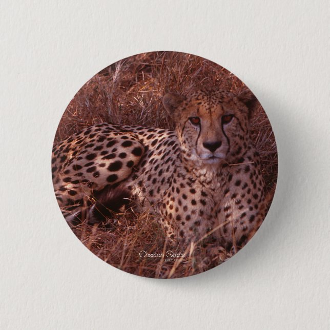 Cheetah Stare Button (Vorderseite)