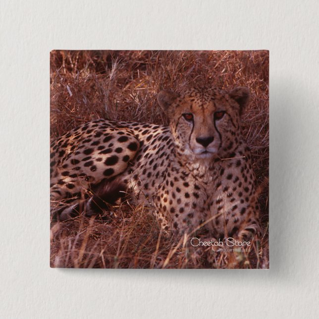 Cheetah Stare Button (Vorderseite)