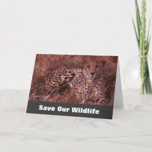 Cheetah Stare, économisez notre carte de voeux pou