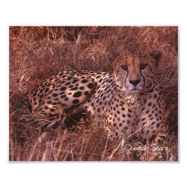 Cheetah Stare Fotodruck (Vorne)
