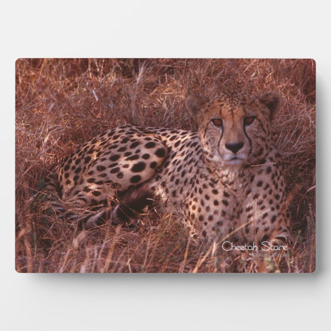 Cheetah Stare Fotoplatte (Vorderseite)