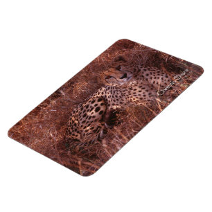 Cheetah Stare Magnet