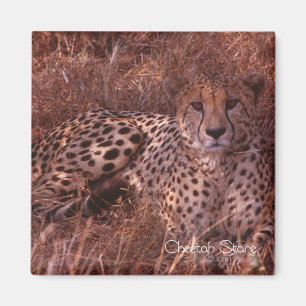 Cheetah Stare Magnet