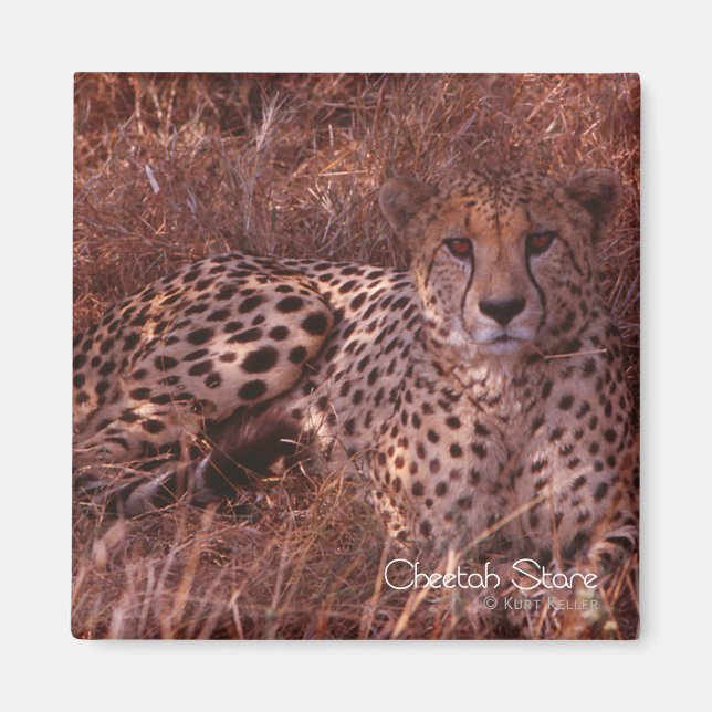 Cheetah Stare Magnet (Vorne)
