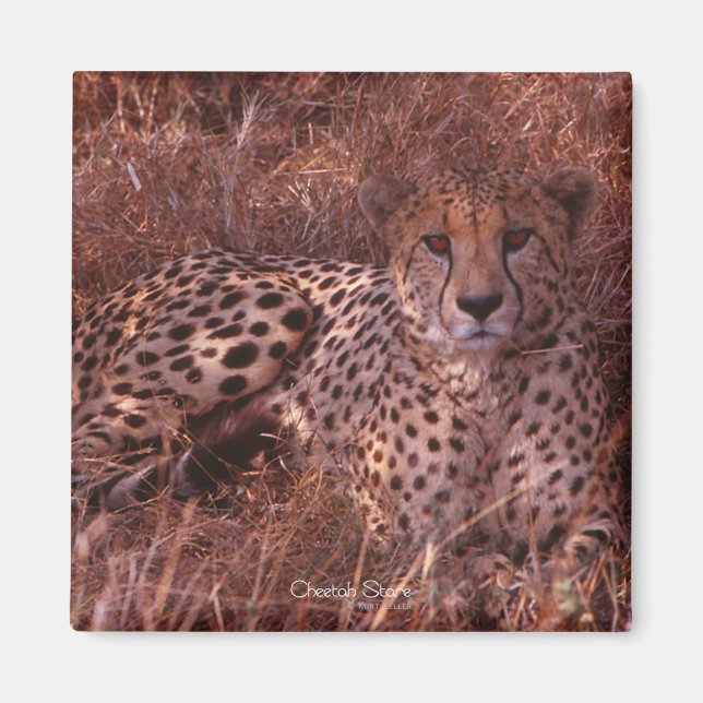 Cheetah Stare Magnet (Vorne)