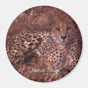 Cheetah Stare Magnet