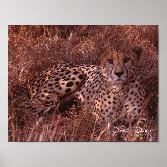 Cheetah Stare Poster (Vorne)