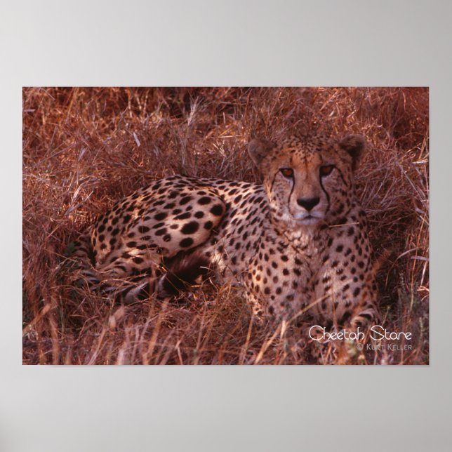 Cheetah Stare Poster (Vorne)