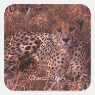Cheetah Stare Quadratischer Aufkleber