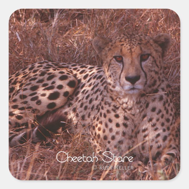 Cheetah Stare Quadratischer Aufkleber (Vorderseite)