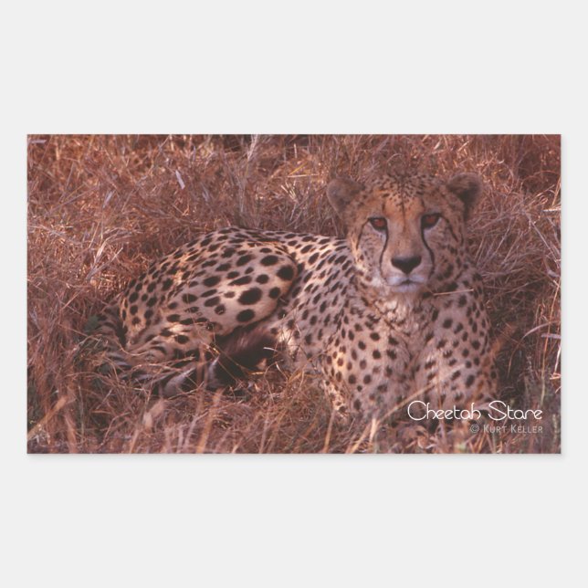 Cheetah Stare Rechteckiger Aufkleber (Vorderseite)