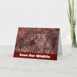 Cheetah Stare Rette unsere Grusskarte für Wildtier Karte