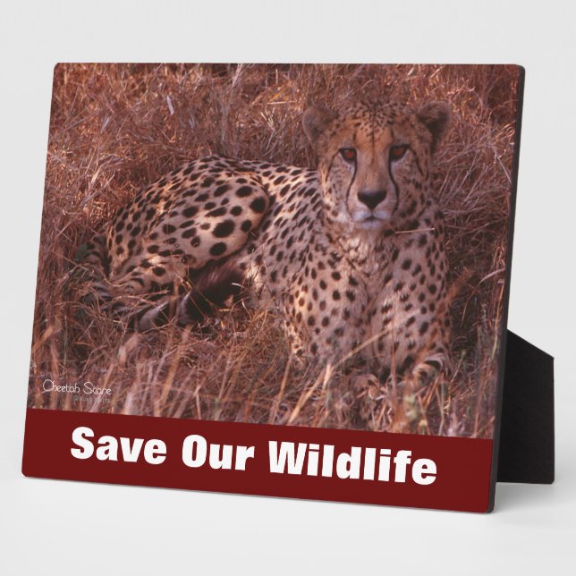 Cheetah Stare Rette Unsere Wildnis Fotoplatte (Seite)