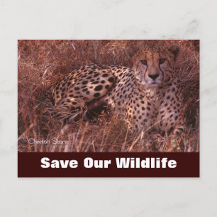 Cheetah Stare, Sauvez Notre Carte Postale Faune
