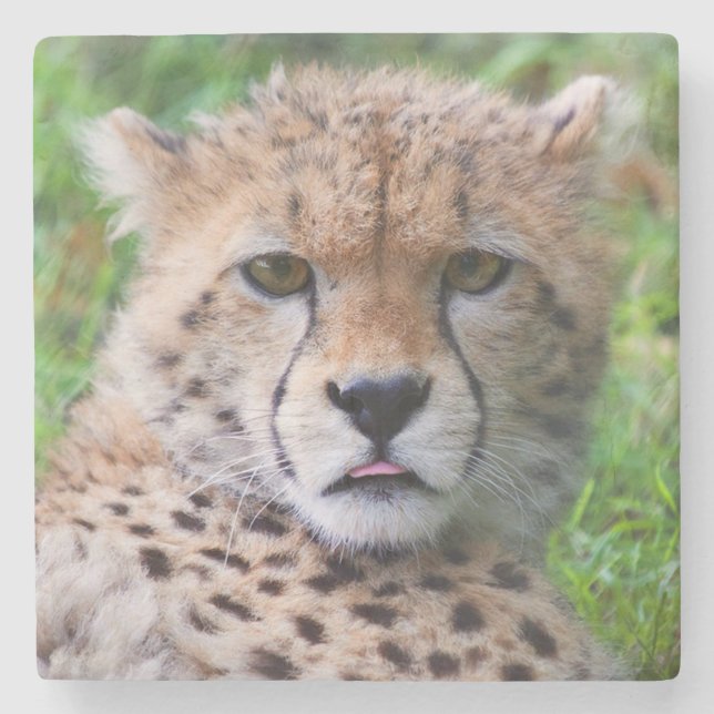 Cheetah Steinuntersetzer (Vorderseite)